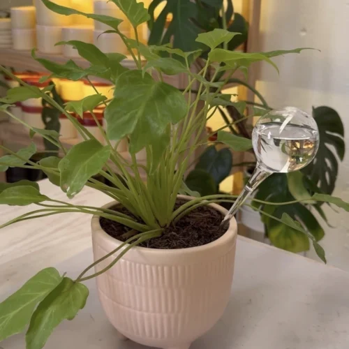 Jardín Haus | Gota de riego chica