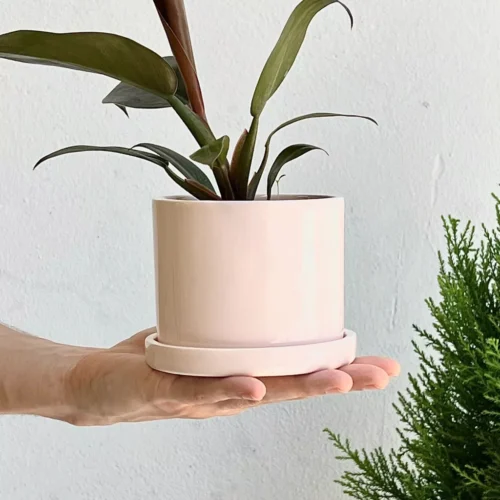 Jardín Haus | Maceta Cilindro Chico Con Plato Rosa Jardín Haus | Maceta Cilindro Chico Con Plato Rosa
