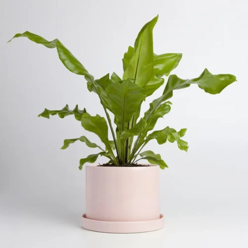 Jardín Haus | Maceta Cilindro Grande Con Plato Rosa Jardín Haus | Maceta Cilindro Grande Con Plato Rosa