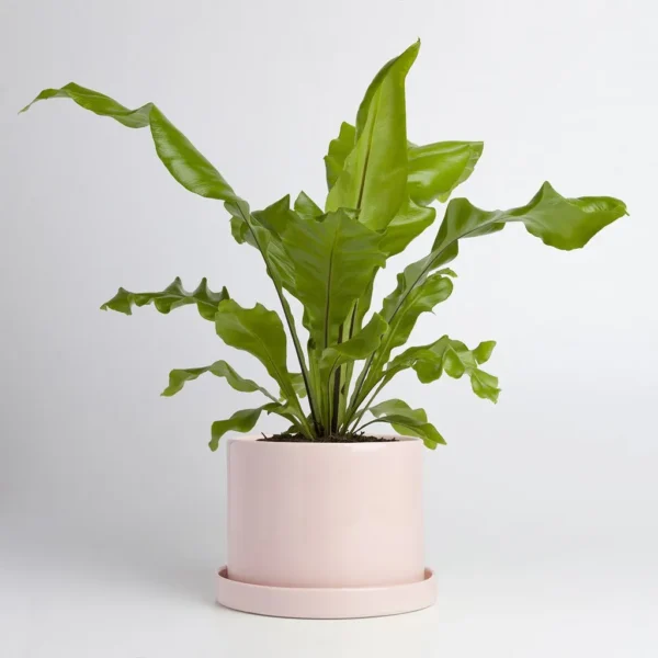 Jardín Haus | Maceta Cilindro Grande Con Plato Rosa Jardín Haus | Maceta Cilindro Grande Con Plato Rosa