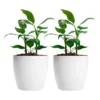 Jardín Haus | Maceta Premium N22 - Blanco Jardín Haus | Maceta Premium N22 - Blanco
