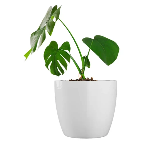 Jardín Haus | Maceta Premium N27 - Blanco Jardín Haus | Maceta Premium N27 - Blanco