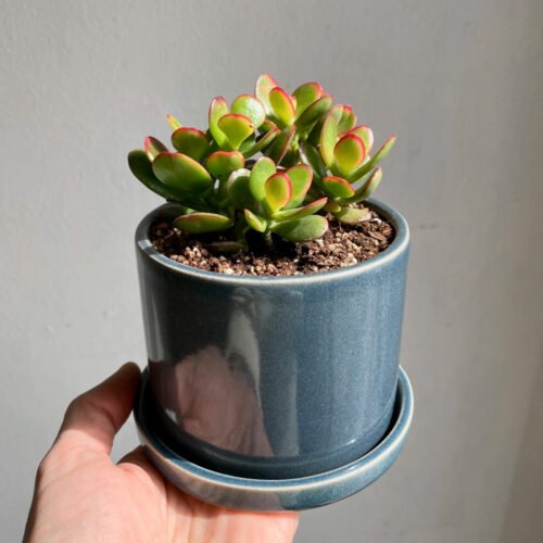 Jardín Haus | Maceta Cilindro Chico Con Plato Azul Jardín Haus | Maceta Cilindro Chico Con Plato Azul