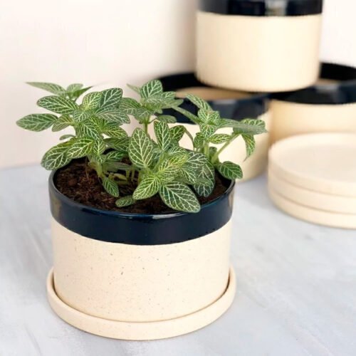 Jardín Haus | Maceta Cilindro Grande Combinada Con Plato Azul