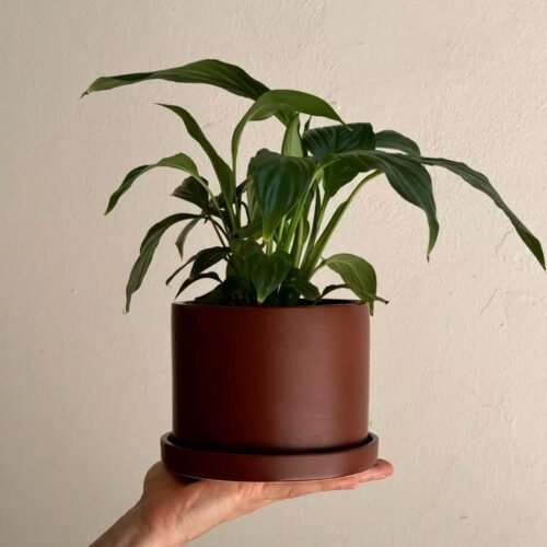 Jardín Haus | Maceta Cilindro Grande Con Plato Habano