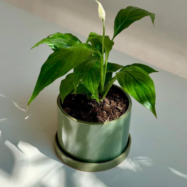 Jardín Haus | Maceta Cilindro Grande Con Plato Verde Jaspeado